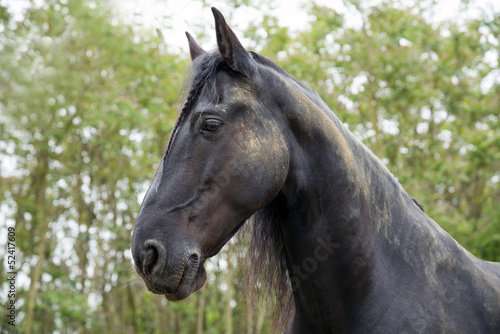 Friesenportrait seitlich © Sonja Birkelbach