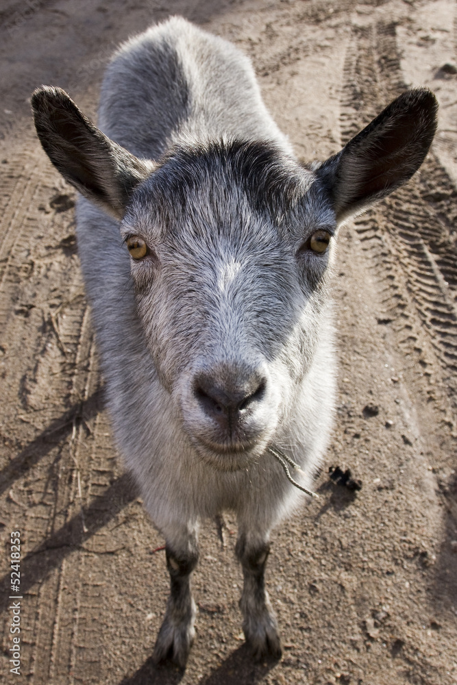 Fototapeta premium Goat on the road