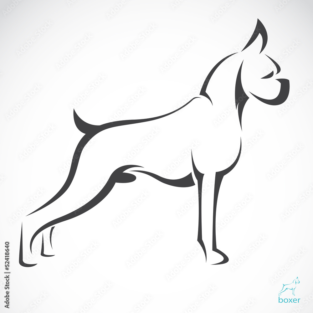 Vector image of an dog(boxer) on white background