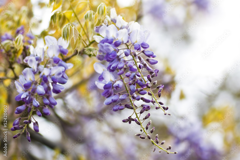 Fototapeta premium Chinese Wisteria or Wisteria sinensis in spring