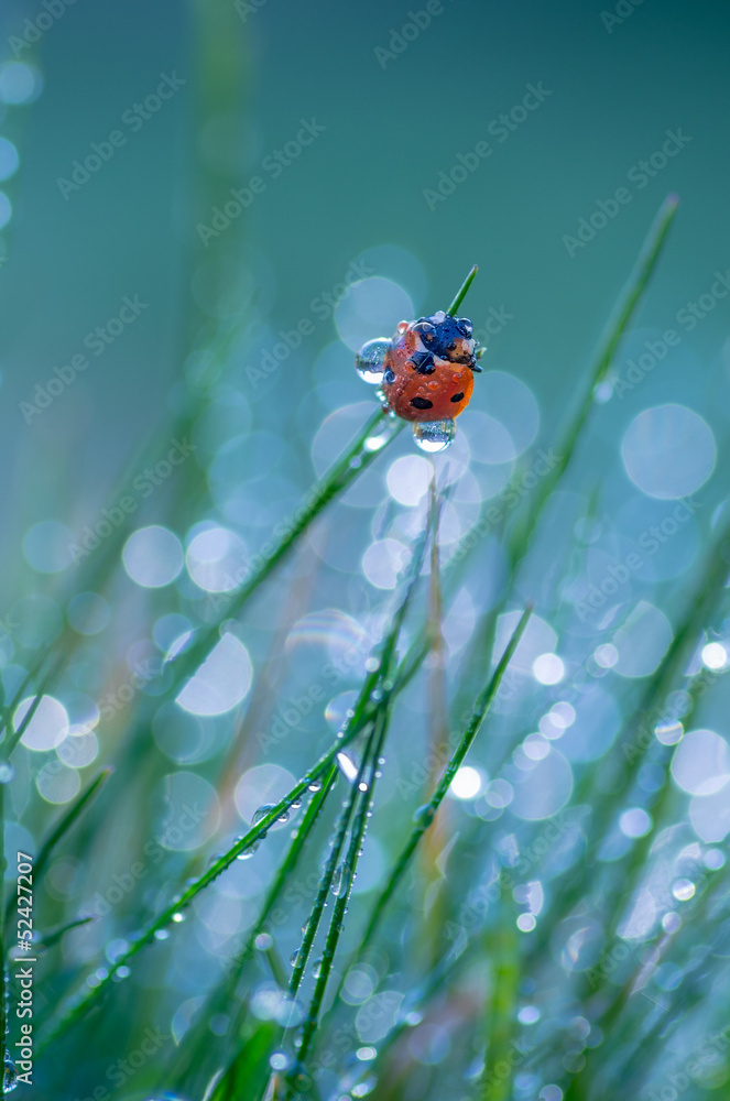 Naklejka premium Ladybug