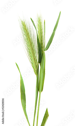 Green spikelets  isolated on white