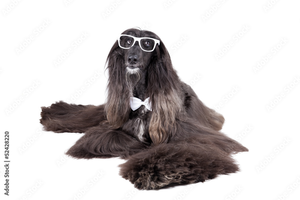 Afghan Hound