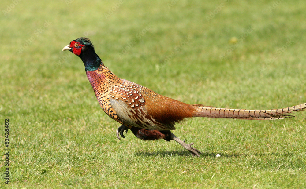 Fototapeta premium pheasant running
