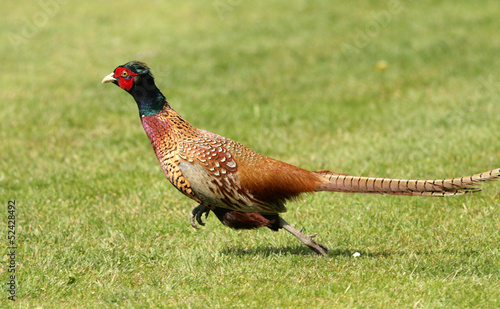 Wallpaper Mural pheasant running Torontodigital.ca