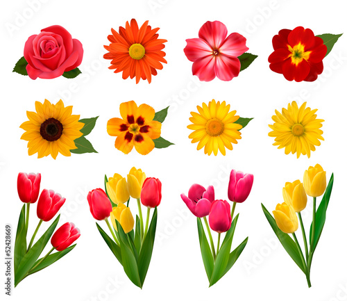 Fototapeta Naklejka Na Ścianę i Meble -  Set of beautiful flowers. Vector illustration