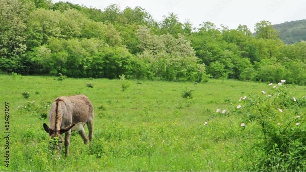 Donkey grazing an the green meadow Donkey grazing an the green meadow