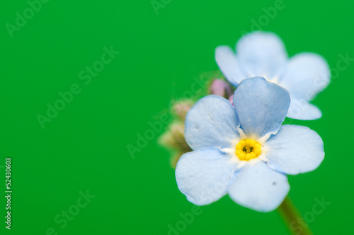 Myosotis photo