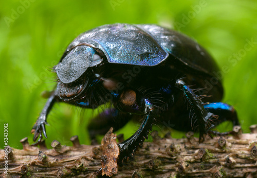 Forest dung beetle photo