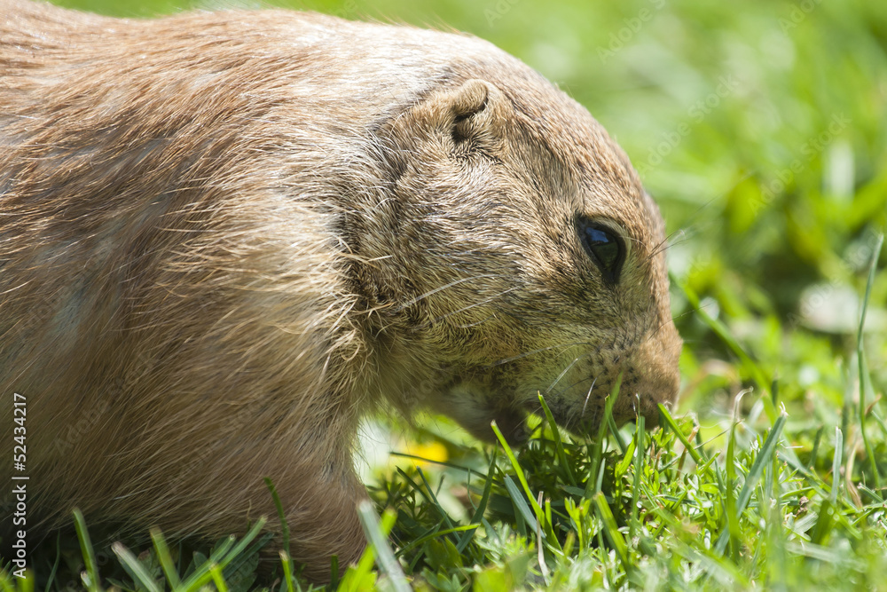 Prairie Dog Prairie Dog