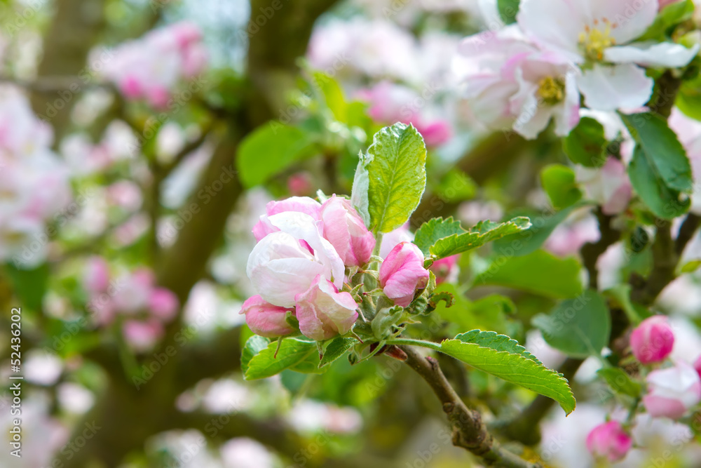 Prunus genus - Pink Cherry Blossom flower on a warm spring day Prunus genus - Pink Cherry Blossom flower on a warm spring day