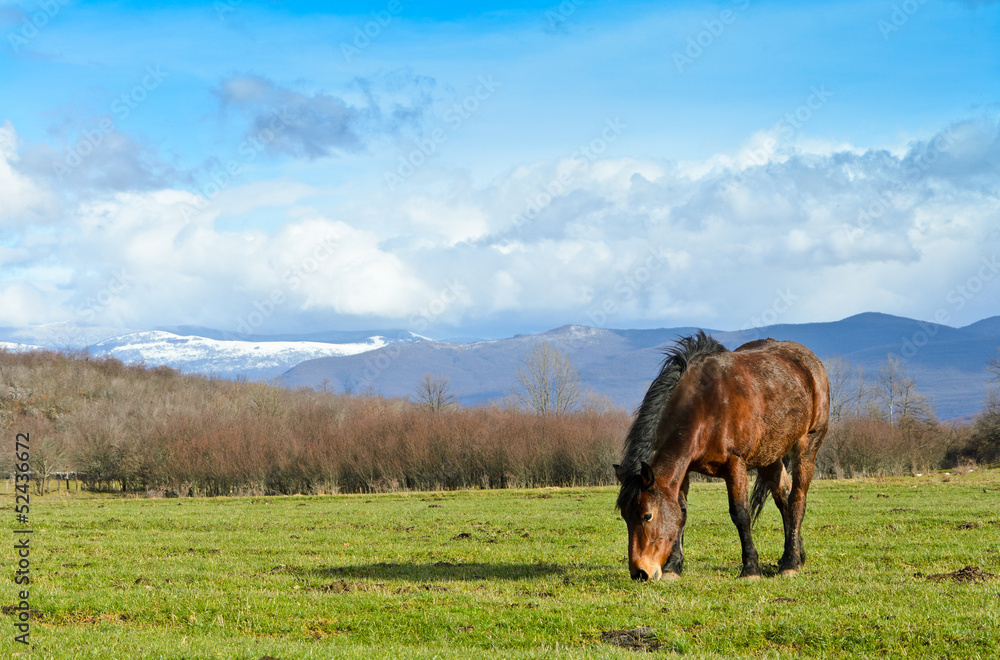 Obraz premium Horse on the meadow