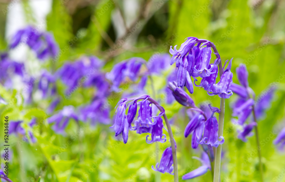 Spring bluebells growing in English countryside
