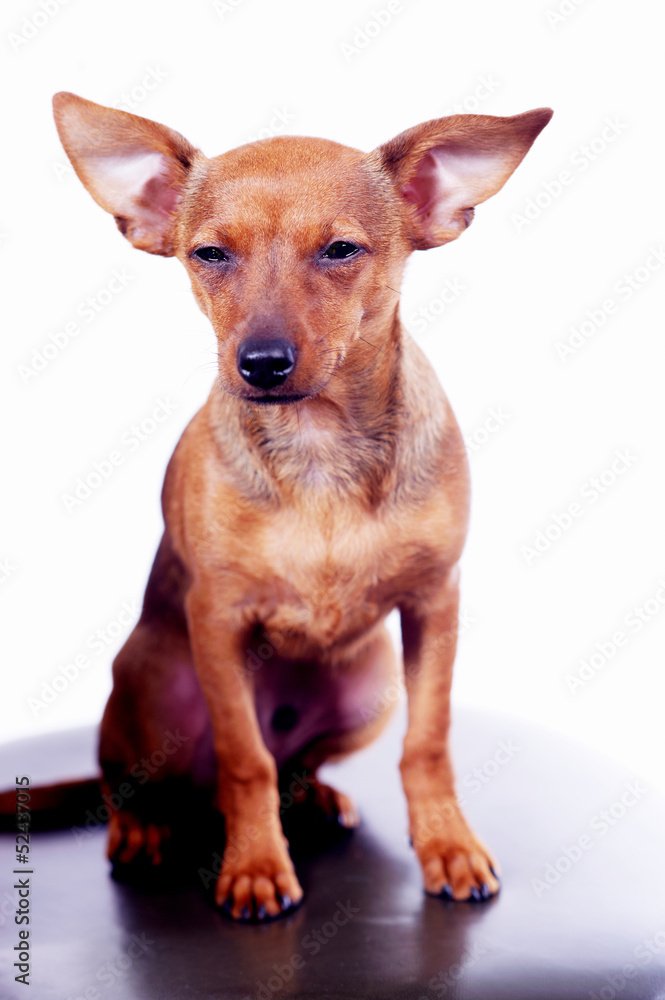 Little toy terrier sitting on chair