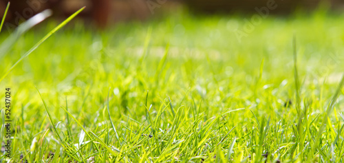 close up view of the grass in a garden shot from ground level