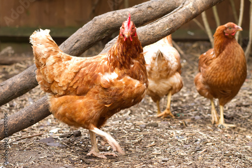 rhode island red hybrid chicken in the back garden