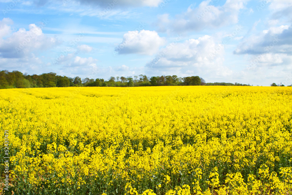 rapeseed oil field in the English countryside