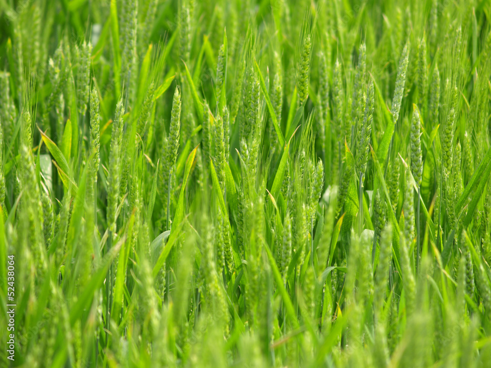 Organic green wheat close up