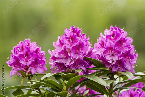 Photos Washington State Coast Rhododendron Flower in full Bloom