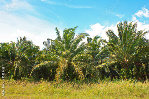 Wallpaper Mural Palm trees Torontodigital.ca