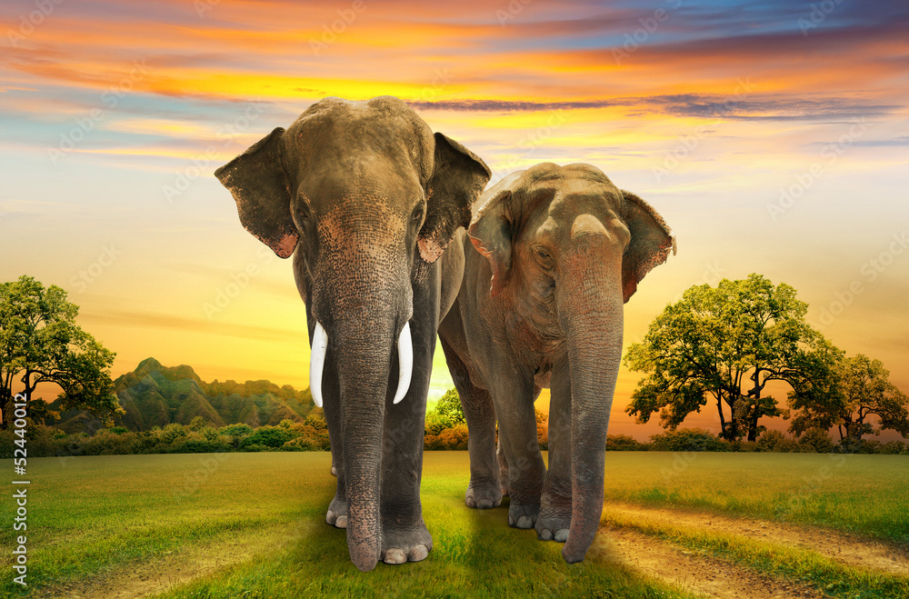 Fototapeta premium elephants family on sunset