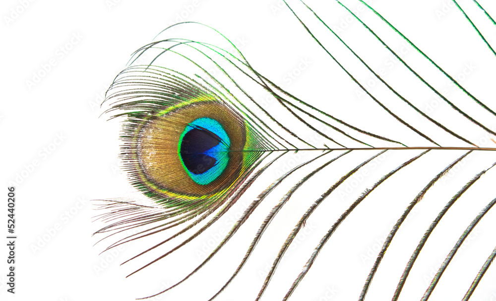 Obraz premium peacock feather