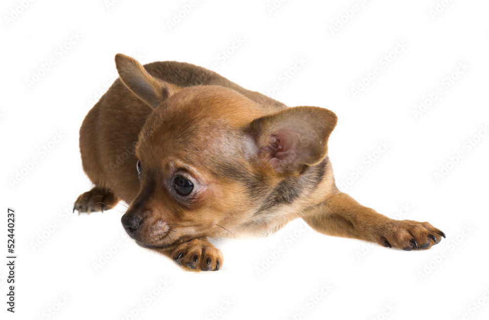 Obraz premium short haired chihuahua puppy in front of a white background