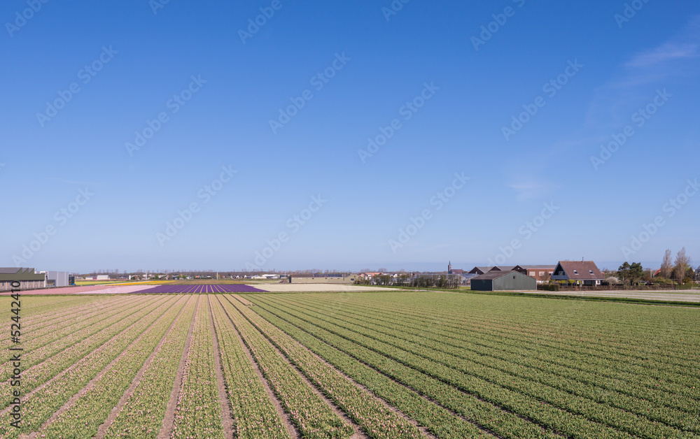 Barns and houses beside tulip fields in the Netherlands