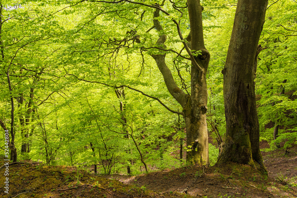 Fototapeta premium Küstenwald auf der Insel Rügen.