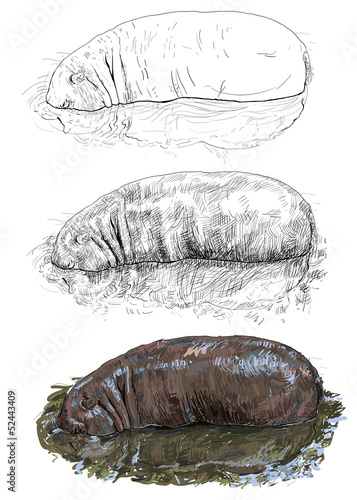 Hippopotamus