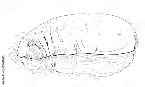 Hippopotamus