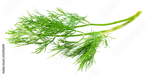 Fresh raw dill isolated on white background