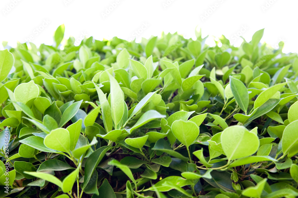 green background green background