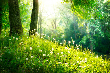 Wandcirkels Lente Groen voorjaarslandschap met bomen  © Subbotina Anna