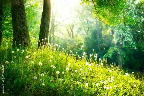 Fototapeta Spring Nature. Beautiful Landscape. Green Grass and Trees