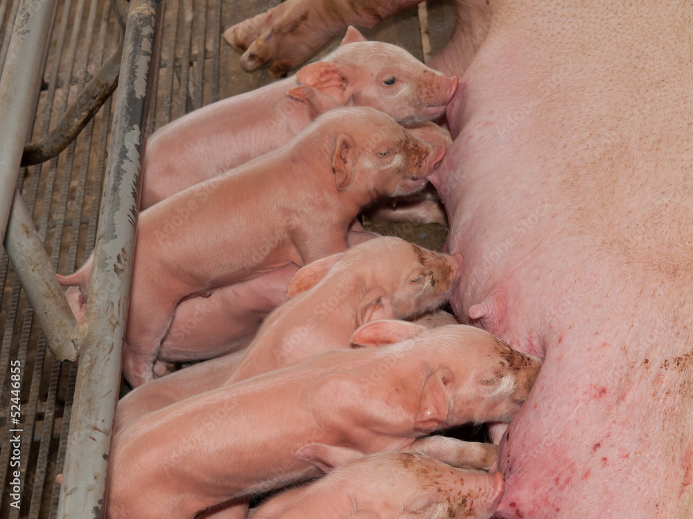 Nursing Piglets Nursing Piglets