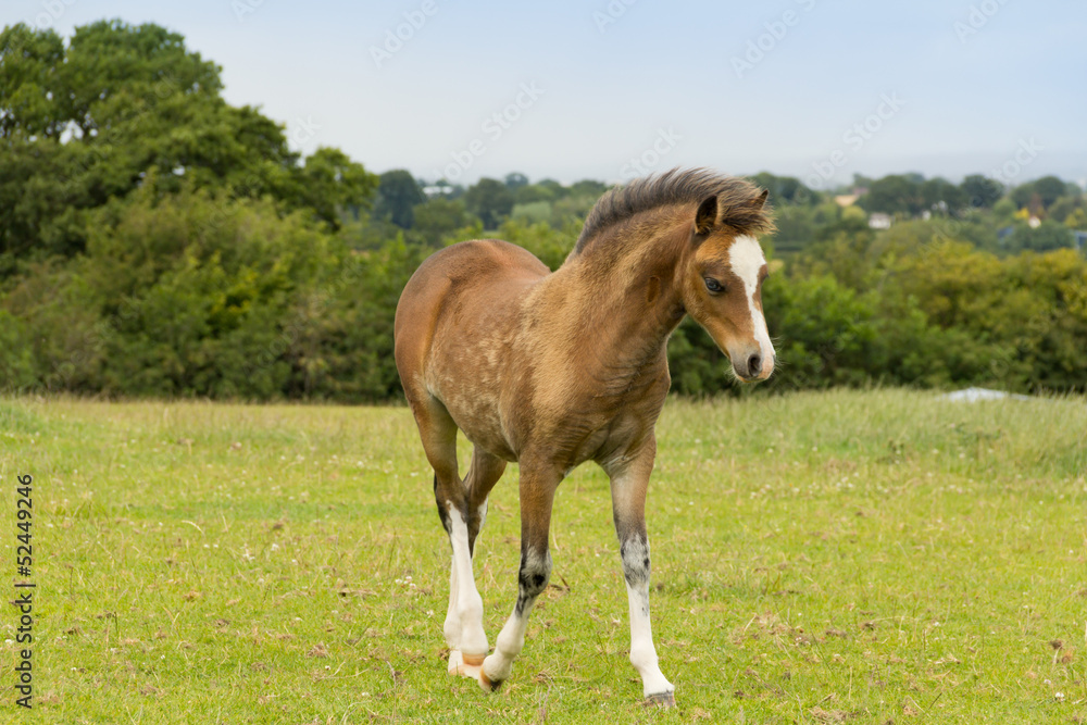 Fototapeta premium Foal in the field. 