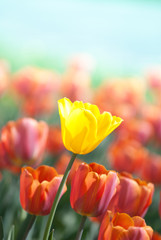 Wandcirkels Tulp Gele tulp tussen rode tulpen  © romas_ph
