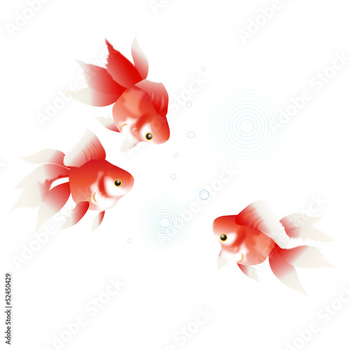 金魚　夏祭り