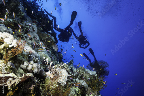 Lionfish and Scuba Divers at Elphinstone