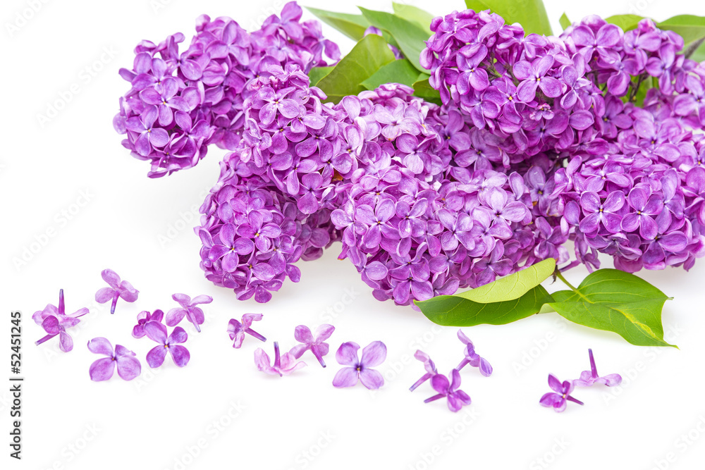 branch of lilac isolated on a white background