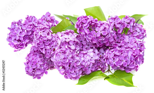 a branch of lilac
