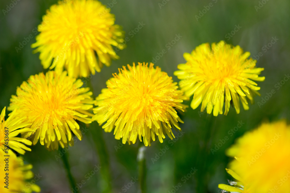 Dandelion Meadow Dandelion Meadow