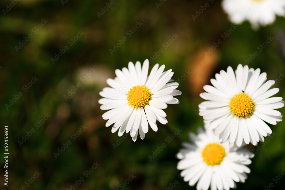 White daisies in a green meadow White daisies in a green meadow