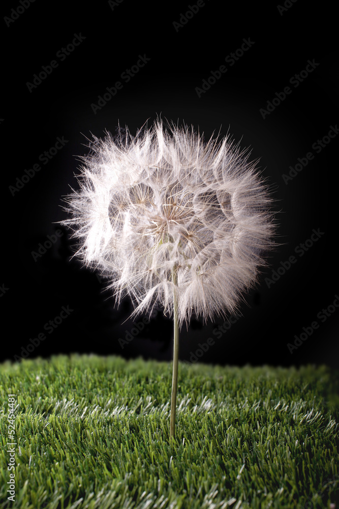 Obraz premium dandelion in the grass