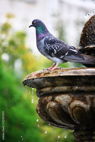 Grey Pigeon