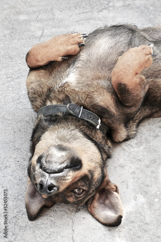 Fototapeta Naklejka Na Ścianę i Meble -  Charming puppy