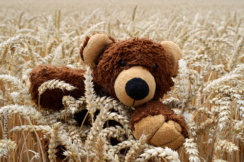 Ein Bär im Kornfeld