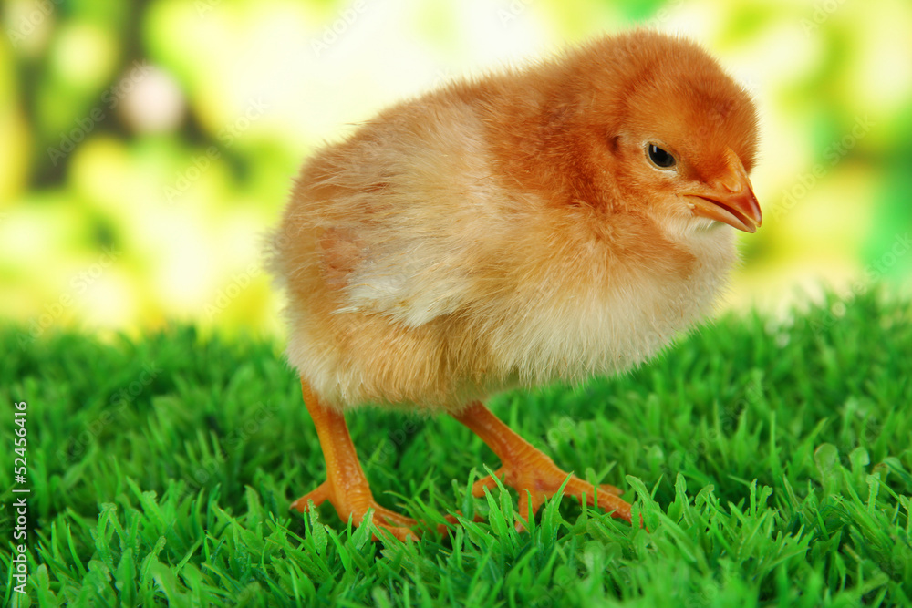 Little chicken on grass on bright background