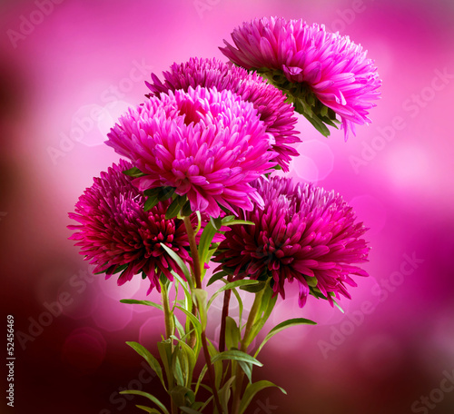 Fototapeta Naklejka Na Ścianę i Meble -  Aster Flowers Bouquet Art Design